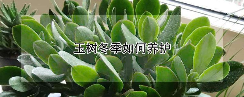 玉树冬季如何养护 玉树冬季养护方法