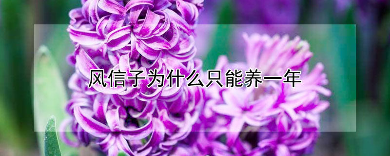 风信子为什么只能养一年 为什么家里不能养风信子