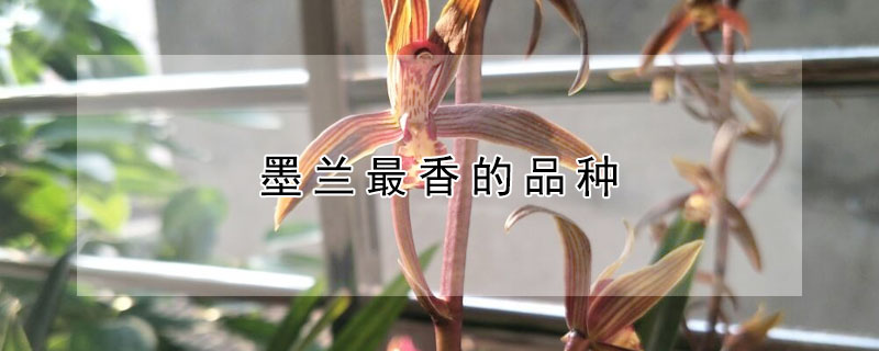 墨兰最香的品种（墨兰最香的品种的价格）