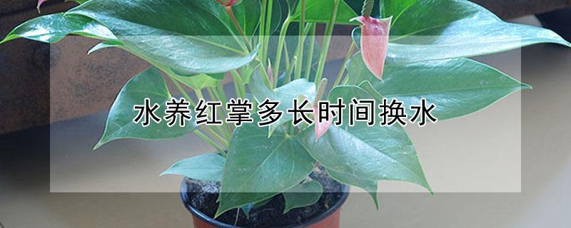 水养红掌多长时间换水 水养红掌多长时间换水一次
