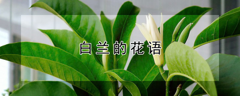 白兰的花语（白兰的花语和传说）