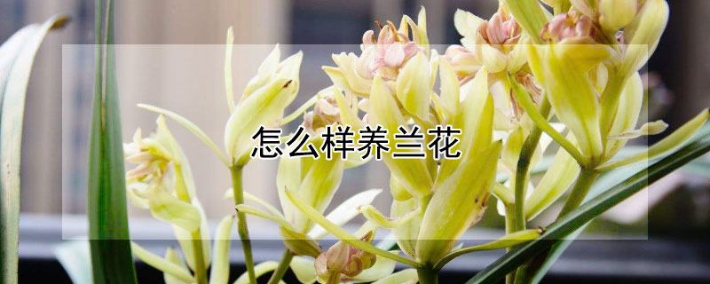 怎么样养兰花 怎么样养兰花草