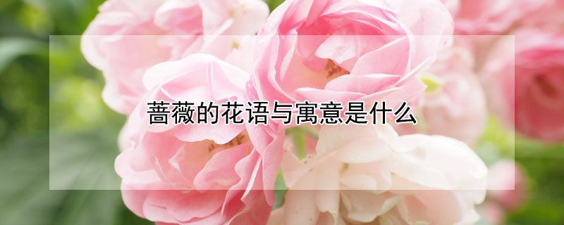 蔷薇的花语与寓意是什么（蔷薇的花语和象征）