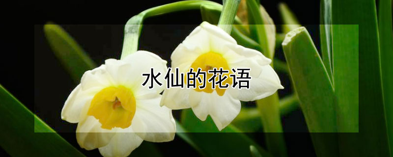 水仙的花语（喇叭水仙的花语）