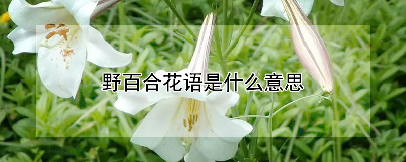 野百合花语是什么意思 野百合的花语和象征意义