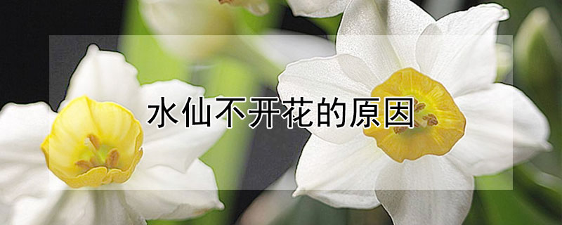 水仙不开花的原因（水仙不开花怎么回事）