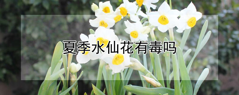 夏季水仙花有毒吗（夏季水仙花有毒吗图片）