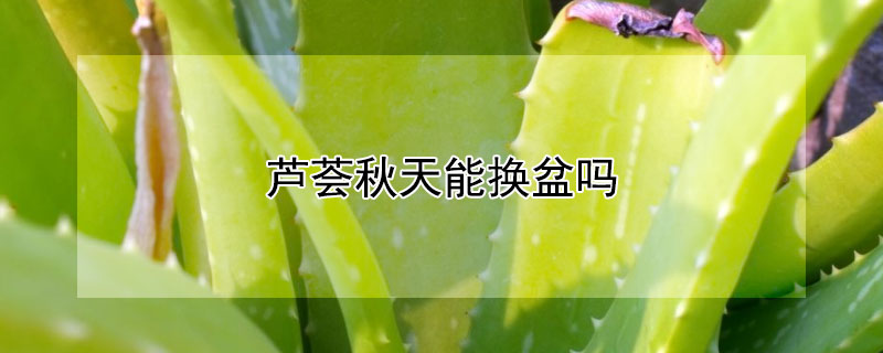 芦荟秋天能换盆吗（芦荟秋天可以移栽吗）