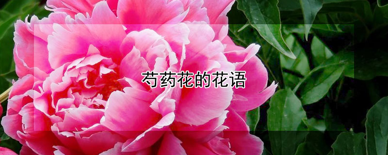 芍药花的花语 芍药花的花语和寓意