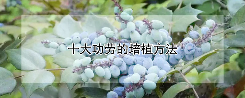 十大功劳的培植方法 十大功劳养植方法