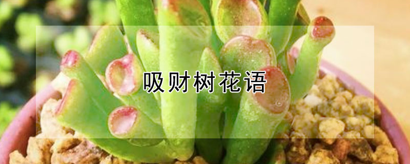 吸财树花语（吸财树寓意）