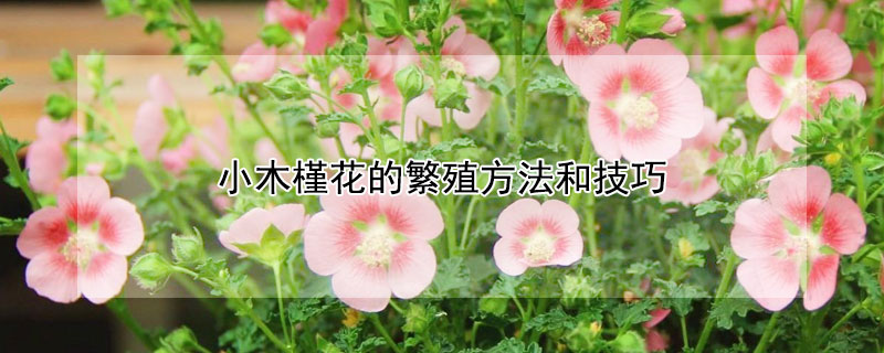 小木槿花的繁殖方法和技巧（小木槿花怎样繁殖）