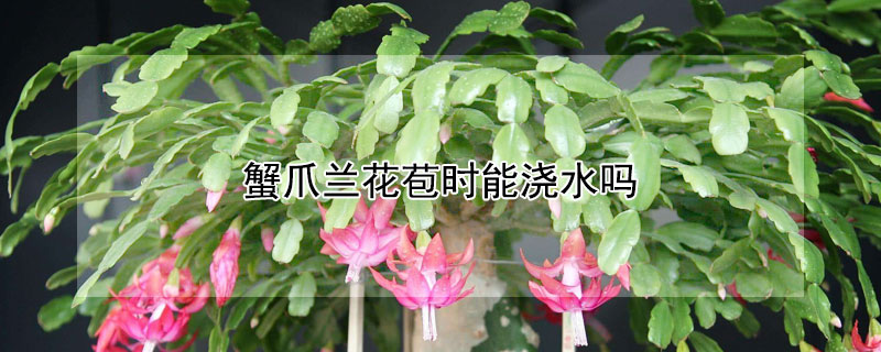 蟹爪兰花苞时能浇水吗（蟹爪兰花苞时能浇水吗）