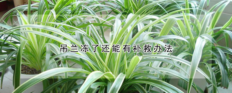 吊兰冻了还能有补救办法（吊兰冻了怎么办）