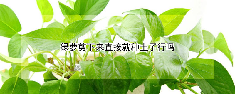 绿萝剪下来直接就种土了行吗 绿萝剪完直接盆栽吗?