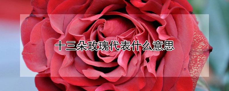 十三朵玫瑰代表什么意思（十三朵玫瑰代表什么意思 13朵玫瑰）