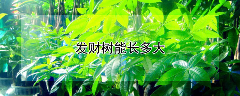 发财树能长多大（发财树能长多大?）
