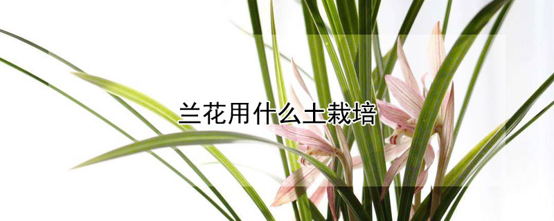 兰花用什么土栽培 四季兰花用什么土栽培