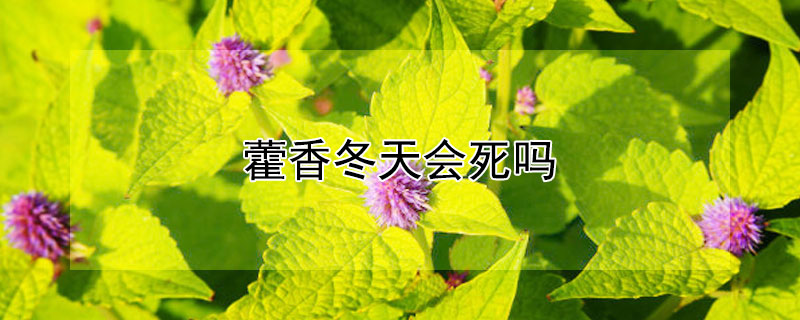 藿香冬天会死吗 藿香能过冬吗