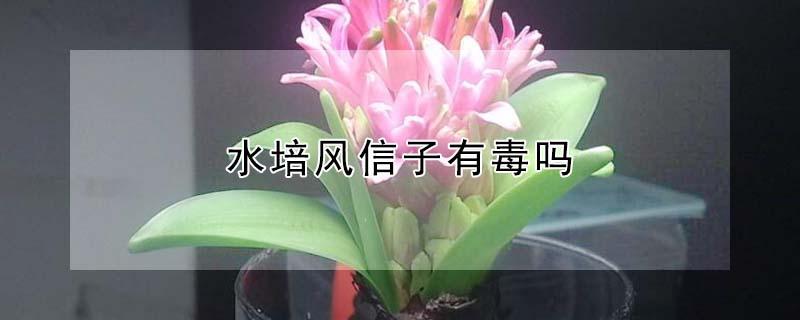 水培风信子有毒吗（水培风信子有毒吗能活多久）