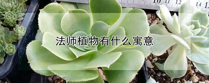 法师植物有什么寓意 法师绿植寓意