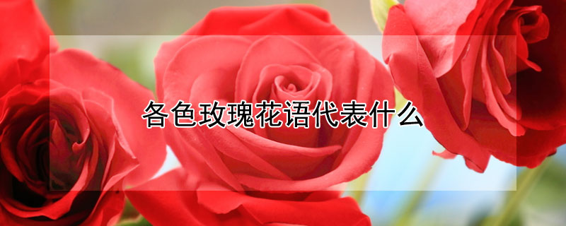 各色玫瑰花语代表什么 各色玫瑰花语代表什么象征