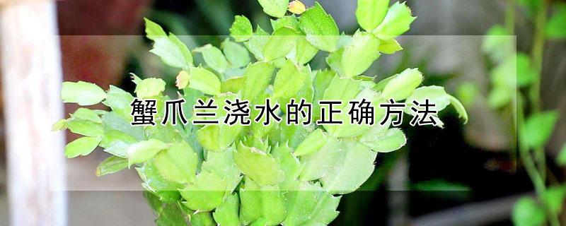蟹爪兰浇水的正确方法（立秋后蟹爪兰的养护）