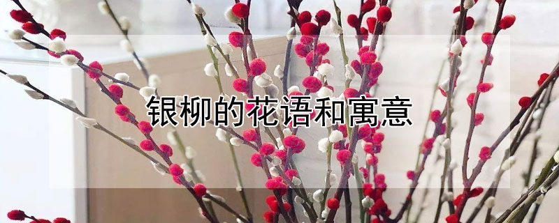 银柳的花语和寓意 银柳的花语和寓意图片