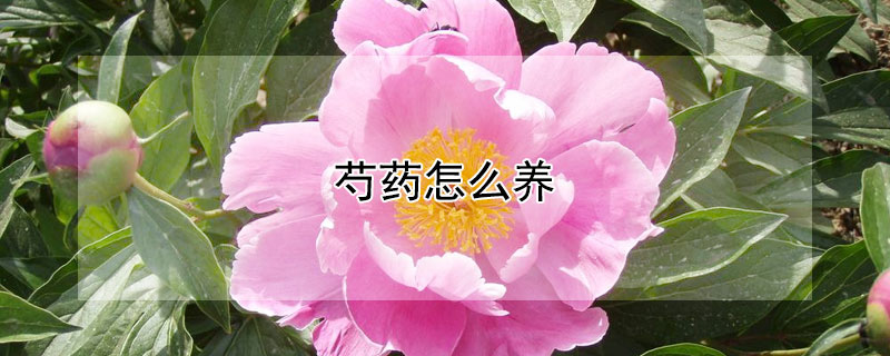 芍药怎么养 芍药花怎么养家庭养法