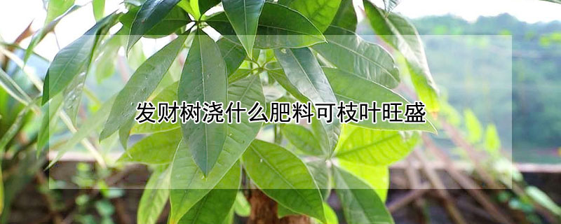 发财树浇什么肥料可枝叶旺盛 发财树施肥正确方法
