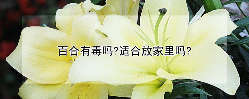 百合有毒吗?适合放家里吗?（百合有没有毒放的是不适合放在家里）
