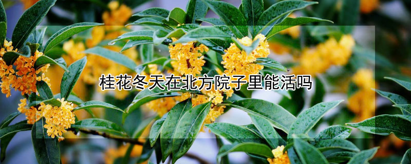 桂花冬天在北方院子里能活吗 桂花冬天在北方院子里能活吗视频