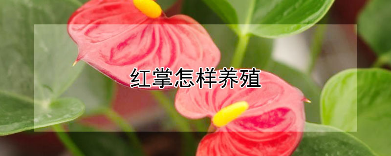 红掌怎样养殖 红掌怎样养殖才能茂盛