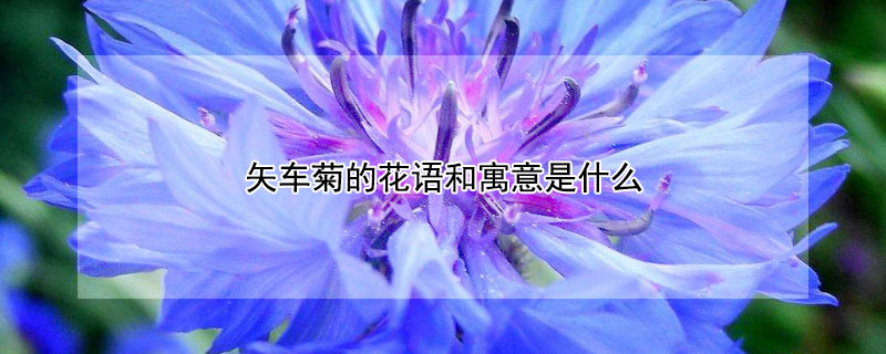 矢车菊的花语和寓意是什么 蓝色矢车菊的花语