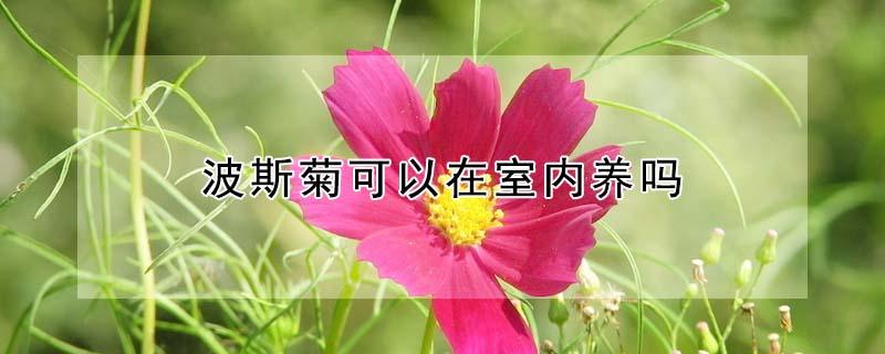 波斯菊可以在室内养吗（波斯菊可以在室内养吗视频）