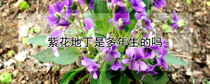 紫花地丁是多年生的吗 紫花地丁是多年生的吗