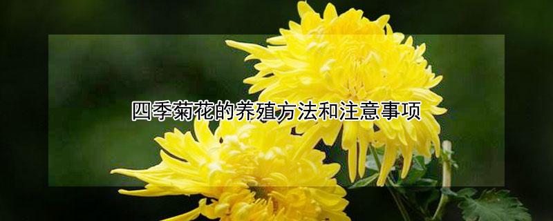 四季菊花的养殖方法和注意事项 菊花浇水的正确方法