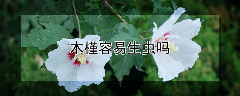 木槿容易生虫吗 木槿容易生虫吗怎么处理