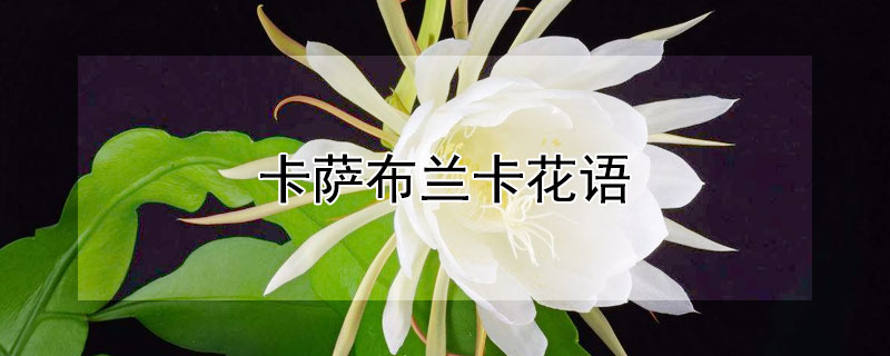 卡萨布兰卡花语 三朵卡萨布兰卡花语