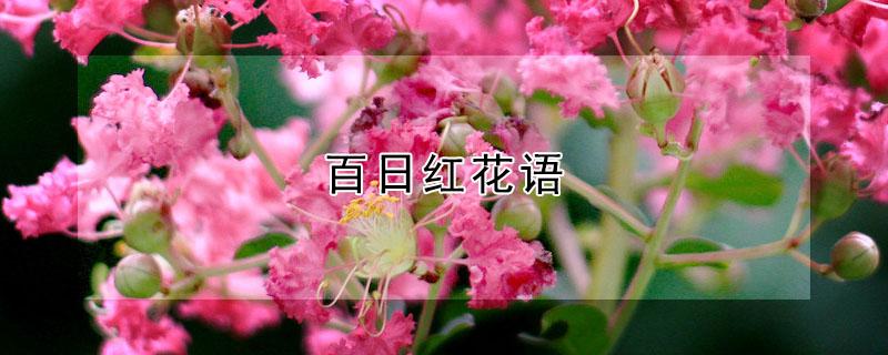 百日红花语 百日红花语与千日红的区别