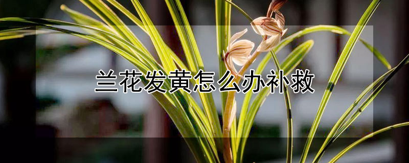 兰花发黄怎么办补救 兰花黄叶焦尖是什么原因
