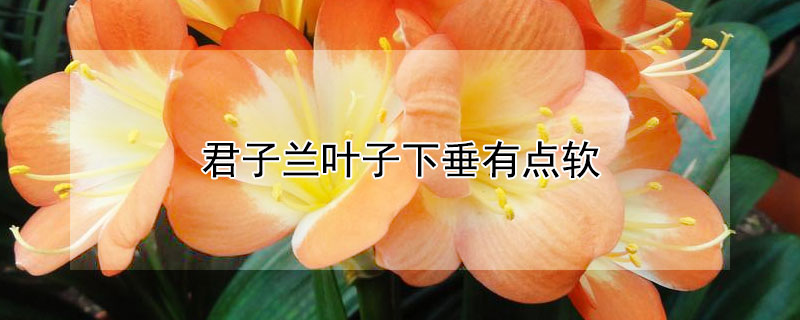 君子兰叶子下垂有点软（君子兰叶子下垂有点软正常吗）