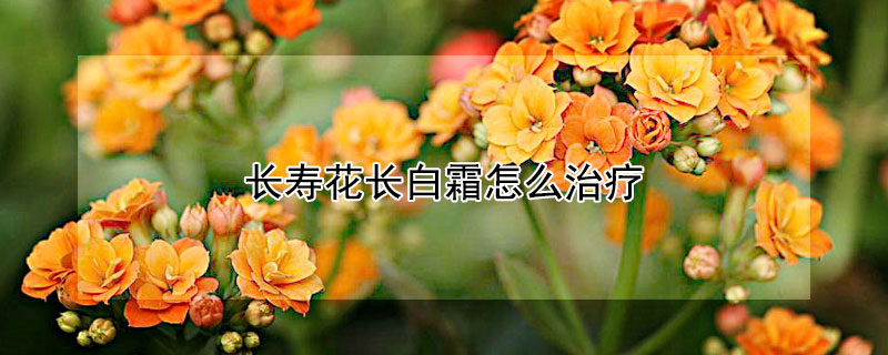 长寿花长白霜怎么治疗（长寿花长白霜是什么毛病）