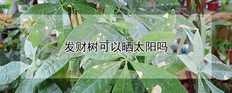 发财树可以晒太阳吗 发财树可以晒太阳吗?