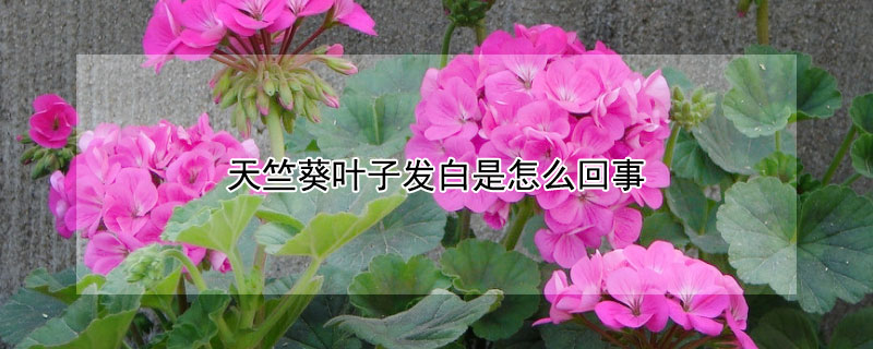 天竺葵叶子发白是怎么回事 天竺葵叶子发白是什么原因