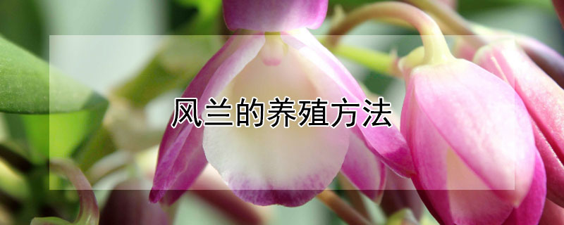风兰的养殖方法 风兰的养殖方法图片