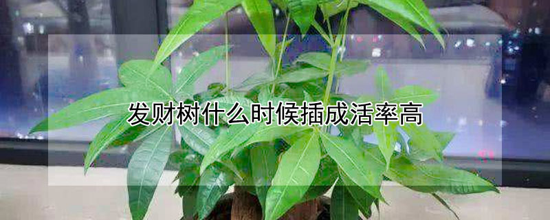 发财树什么时候插成活率高 发财树什么时候插成活率高呢