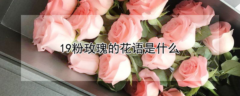 19粉玫瑰的花语是什么（19朵粉玫瑰的花语是什么?）