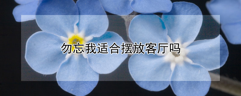 勿忘我适合摆放客厅吗（勿忘我放在家里的客厅吗?）
