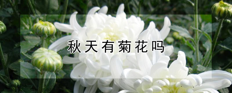 秋天有菊花吗 秋天有菊花开吗